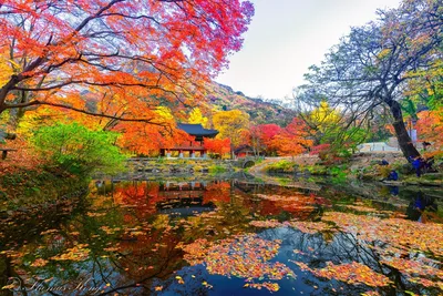 Дворец Gyeongbokgung в осени, Южной Корее Стоковое Изображение -  изображение насчитывающей культура, дворец: 59712821
