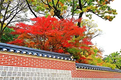 Модульная картина Осень в Корее, Сеул - купить по выгодной цене в  интернет-магазине OZON (677833235)