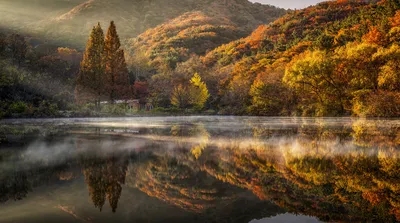 Осень острова Nami в Moning Южной Корее Стоковое Фото - изображение  насчитывающей восточно, листья: 117059538