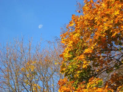 Осеннее небо (много фото) - treepics.ru