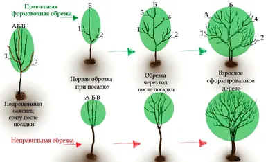 Обрезка яблонь осенью: картинки и фото для начинающих, как правильно  обрезать, схемы, видео - Бабушкина дача