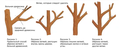 Обрезка яблони осенью: когда и как правильно ее делать, а также особенности  формирования растения в данный период