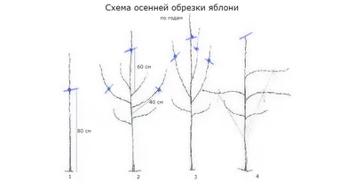 Обрезка яблонь