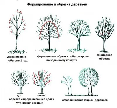 Осень - лучшее время для обрезки яблонь