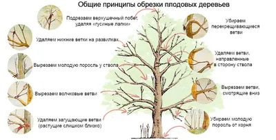 Общие принципы обрезки плодовых деревьев | Кустарники, Сад, Огород