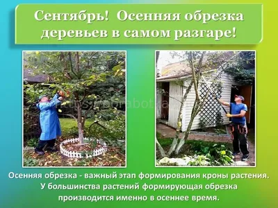 ДивоСад - ЛЕТНЯЯ ОБРЕЗКА ПЛОДОВЫХ деревьев - очень полезное мероприятие для  всех плодовых!🍒🍐🍏🍎 В отличие от основной весенней (или осенней) обрезки,  при летней обрезке мы корректируем молодые приросты, отросшие в этом году.