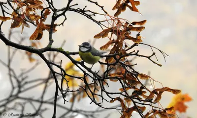 Осенние птицы фото фото