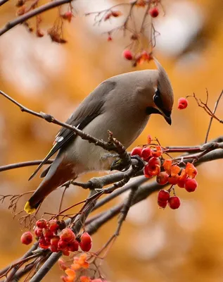 красивые осенние птицы обои, милые картинки природы фон картинки и Фото для  бесплатной загрузки
