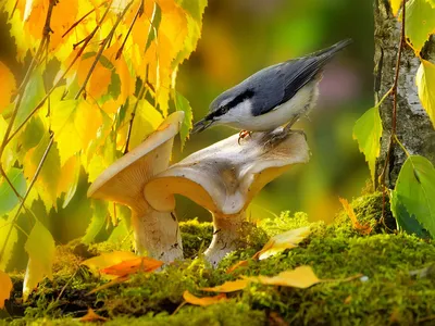Осенние птицы - 98 фото