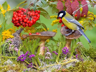 Осенние птицы. Буроголовая гаичка :: Влад – Социальная сеть ФотоКто