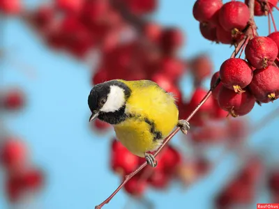 Осенние птицы. Фотограф vladilenoff