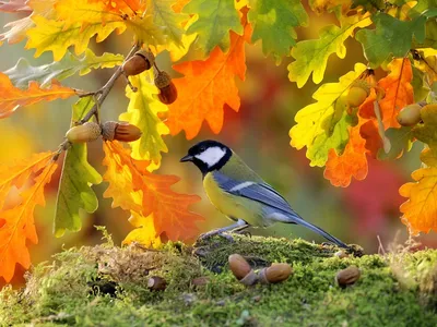 Осенние птицы. Поползень :: Влад – Социальная сеть ФотоКто