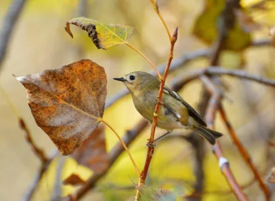 Осенние птицы Кунашира. Сахалин.Инфо