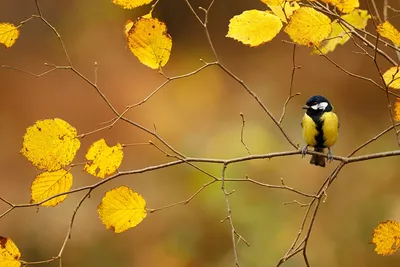 ArtStation - Autumn bird (Осенняя птица)