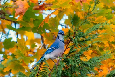 Осенние птицы на побережье Южной Калифорнии Стоковое Изображение -  изображение насчитывающей льнуть, клюв: 160953619