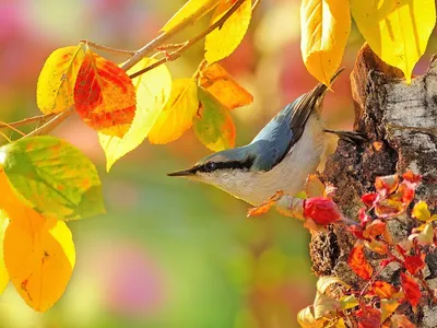 Осенний эскиз: реалистично: две птицы…» — создано в Шедевруме