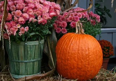 Осень - это пора, когда природа превращается в чудо цветов. Осенние цветы  обладают особой красотой и очарованием, они создают атмосферу… | Instagram