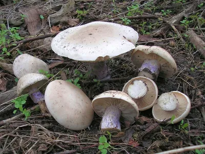 Фотокаталог грибов: Рядовка ядовитая (Tricholoma pardalotum)