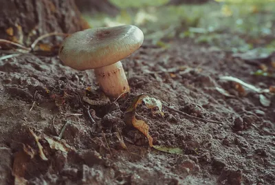 Leopard knight - Tricholoma pardinum | Грибы, Рисунки грибов, Вид