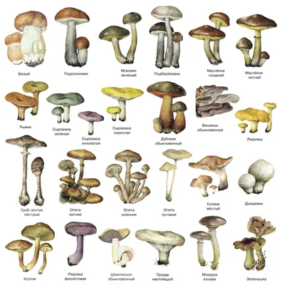 Рядовка серая (Tricholoma portentosum) фото и описание | Дикие грибы, Грибы,  Сезоны