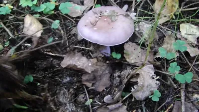 Tricholoma albobrunneum, Рядовка бело-коричневая