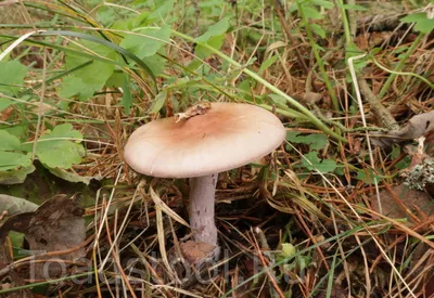 Осенний грибы рядовки фото фото