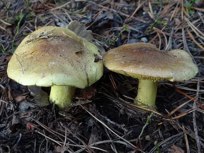 Рядовка серовато-сиреневая (Lepista glaucocana) фотографии, видео и истории