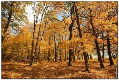 Осенний лес фото высокого разрешения 87 фото