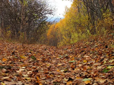 Осенний Лес Горы Осенние Краски - Бесплатное фото на Pixabay - Pixabay