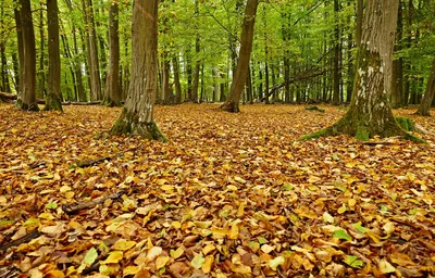 Осенний Лес Листья Октябрь - Бесплатное фото на Pixabay - Pixabay
