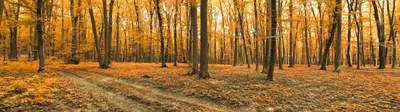 Изображение Осенний лес панорама для скинали высокого качества