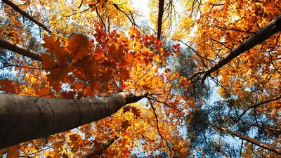 Обои осень 2560x1440 картинки девушки в осеннем лесу, скачать обои высокого  качества