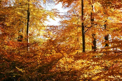 Падение Осенний Лес Лиственный - Бесплатное фото на Pixabay - Pixabay