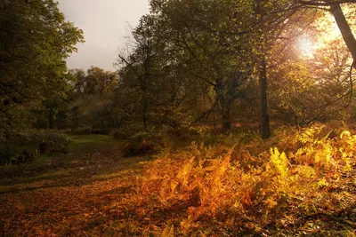 Осенний лес HD. Скачать бесплатно фотографии красивой дикой природы для  ios. Осень, лес.