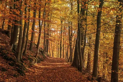 Осенний Лес Природа Золотой - Бесплатное фото на Pixabay - Pixabay