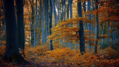 Лес осенью (60 фото)