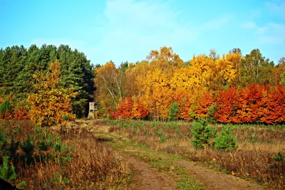 картинки : пейзаж, дерево, природа, поле, луг, прерия, Окунь, Осень,  внутренний дворик, время года, Дикий цветок, Деревьями, Осеннее настроение,  Кустарник, Лесистая местность, естественная среда, Осенняя листва, Осенний  лес, Экосистемный, осенние ...