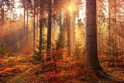 Осенний хвойный лес - фото и картинки: 29 штук