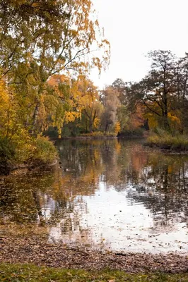 Осенняя прогулка в парке, золотые деревья. фото высокого качества | Премиум  Фото