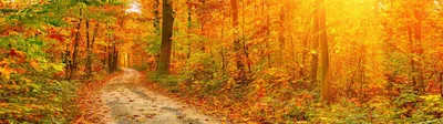 Изображение Осенний лес для скинали высокого качества