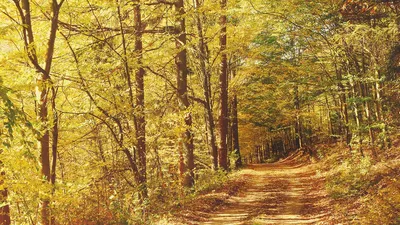 Лесная Дорога Осенний Лес Осень В - Бесплатное фото на Pixabay - Pixabay