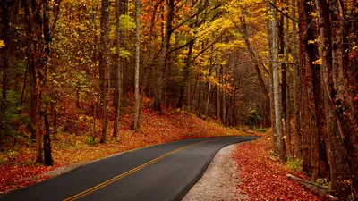 Дорога через осенний лес. Скачать бесплатно широкие фотографии красивых  природных пейзажей для планшета.