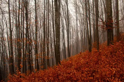 Осенний Лес Осенние Листья В Лесу - Бесплатное фото на Pixabay - Pixabay