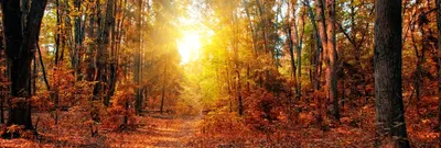 Поздней Осенью Осенний Лес - Бесплатное фото на Pixabay - Pixabay