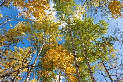 Осенний Лес Природа Дерево - Бесплатное фото на Pixabay - Pixabay