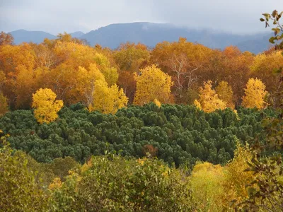 Картина на холсте Осенний лес 40х60 - купить по низкой цене в  интернет-магазине OZON (726321612)