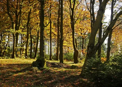 Поляна Осенний Лес Листья - Бесплатное фото на Pixabay - Pixabay