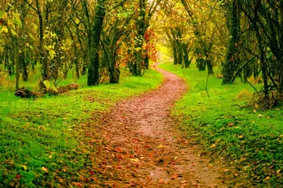 Осенний Лес Отлив Горы Зауерланд - Бесплатное фото на Pixabay - Pixabay