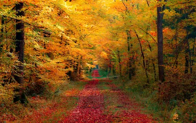 картинки : пейзаж, дерево, природа, след, Осень, Красочный, время года,  Осеннее настроение, Лиственный, Германия, Лесистая местность, естественная  среда, Осенняя листва, Осенний лес, Экосистемный, Лесная тропинка, гулять  по лесу, Sch nbuch, заповедник ...
