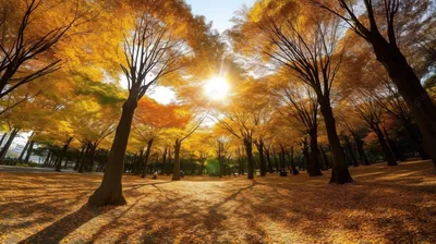 Осенний Лес Аллея Саншайн Цветные - Бесплатное фото на Pixabay - Pixabay